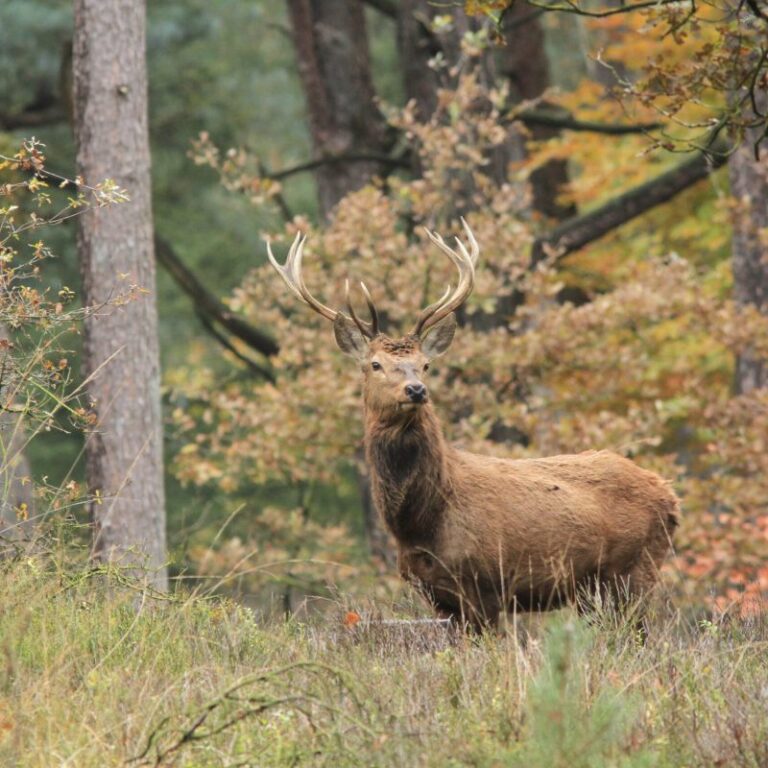 Van Middachten website 2 768x768