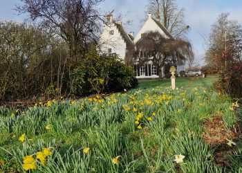 ZWANENBURG NARCISSEN (EUGENE, MAG GEBRUIKT WORDEN)20260312_083217